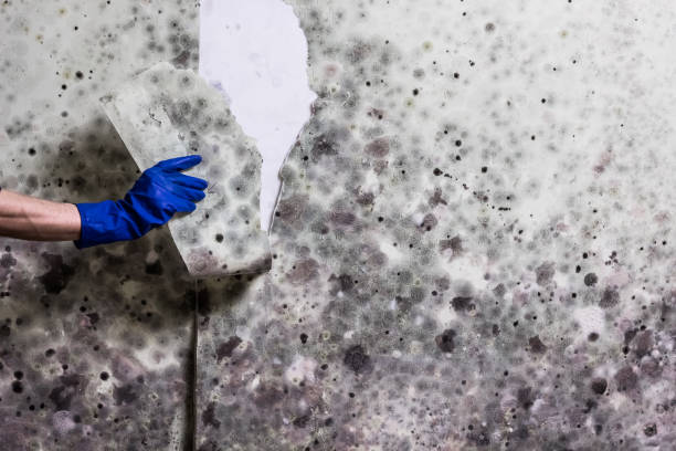 Best Bathroom Mold Remediation in Solana Beach, CA