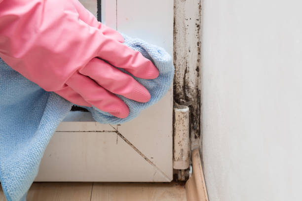 Best Kitchen Mold Remediation in Solana Beach, CA